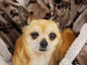 Read more about the article Care Worker Suspended After Hurting Chihuahua