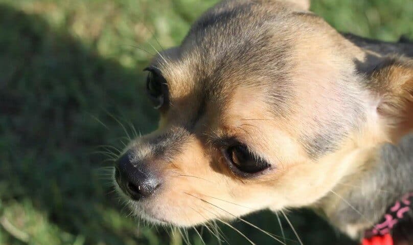 Firefighter saves blind chihuahua
