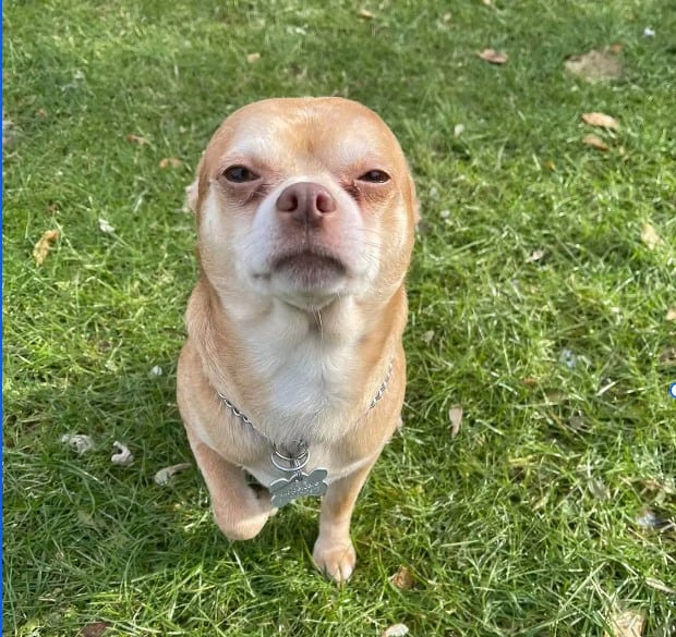 Prancer the "Chucky Doll" Found his Forever Home 1 Screenshot 1 2