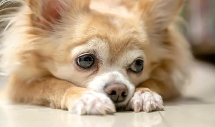 The Complete Guide to Chihuahua Whining 1 Screenshot 2 2