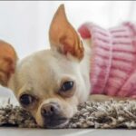 How Do I Know if My Chihuahua is Pregnant?