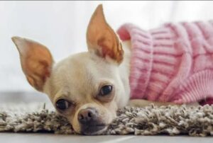 Read more about the article How Do I Know if My Chihuahua is Pregnant?