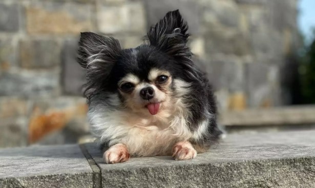 Sweet Chihuahua Mothers Animals in Need 1 Screenshot 3 4