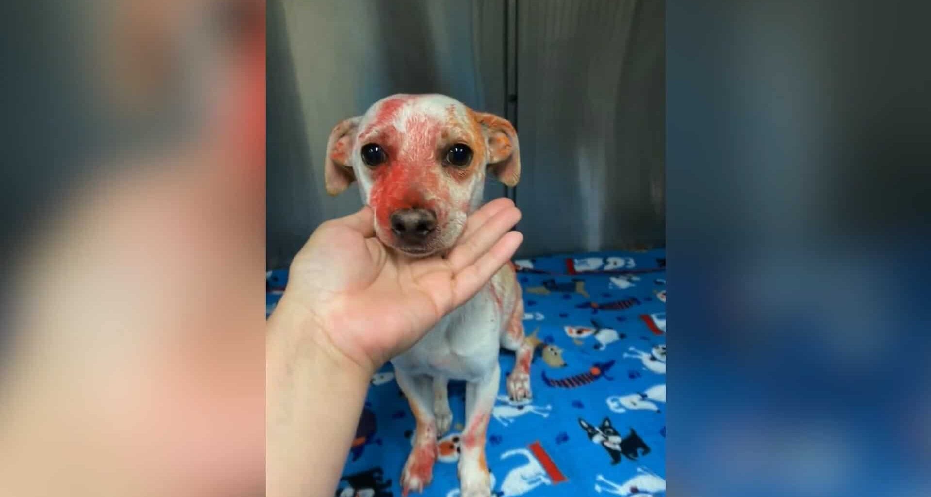 Chihuahua Spray-Painted and Stoned by Two Teens in Tower District 1 Spray painted and stoned