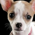 Why Do Chihuahuas Cry Tears? 15 Reasons For Watery Eyes