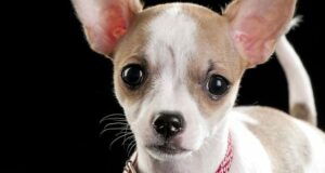 Read more about the article Why Do Chihuahuas Cry Tears? 15 Reasons For Watery Eyes