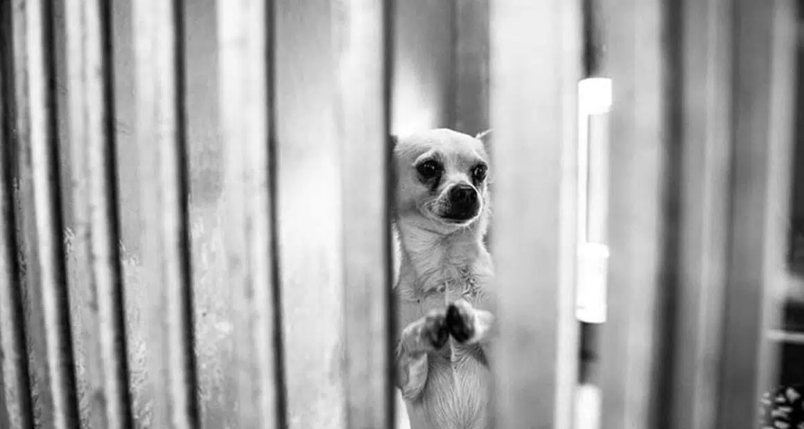 The orphaned puppy who prayed for a home Remarkable images capture a Chihuahua at a high kill shelter with his paws