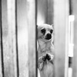 Heartbreaking Images of Desperate Chihuahua ‘Begging’