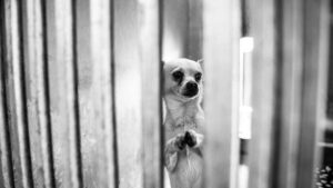 Read more about the article Heartbreaking Images of Desperate Chihuahua ‘Begging’