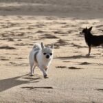 9 Reasons Why Chihuahuas Dig + 11 Simple Tips To Reduce It