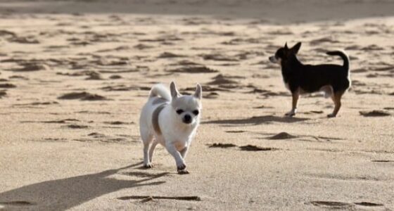 Why Do Chihuahuas Dig