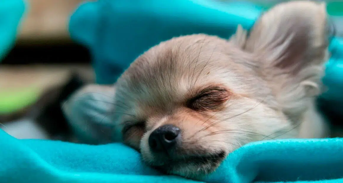 Why do Chihuahuas Sleep a lot