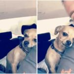 Jealous Chihuahua is Obsessed With Her Dad