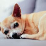 10 Natural Ways To Relieve Your Chihuahua’s Joint Pain