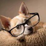 Are Chihuahuas Smart? 11 Facts About Chi’s Intelligence