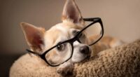 Are Chihuahuas Smart? 11 Facts About Chi’s Intelligence 2 are chihuahuas smart chihuahua empire blog