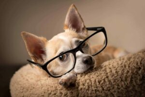 Read more about the article Are Chihuahuas Smart? 11 Facts About Chi’s Intelligence