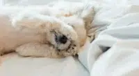 bigstock Sweet Dog Sleep Lies On A Bed 213278059 2000x.progressive e1655903562977