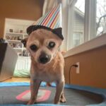 Immortal: Bobo The Chihuahua Turns 23