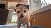 Immortal: Bobo The Chihuahua Turns 23 2 Bobo the Chihuahua Turns 23 - Chihuacorner.com