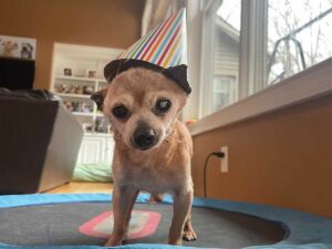 Read more about the article Immortal: Bobo The Chihuahua Turns 23