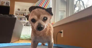 Bobo the Chihuahua Turns 23 - Chihuacorner.com