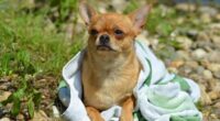 can chihuahuas sleep outside 9 1024x681 1