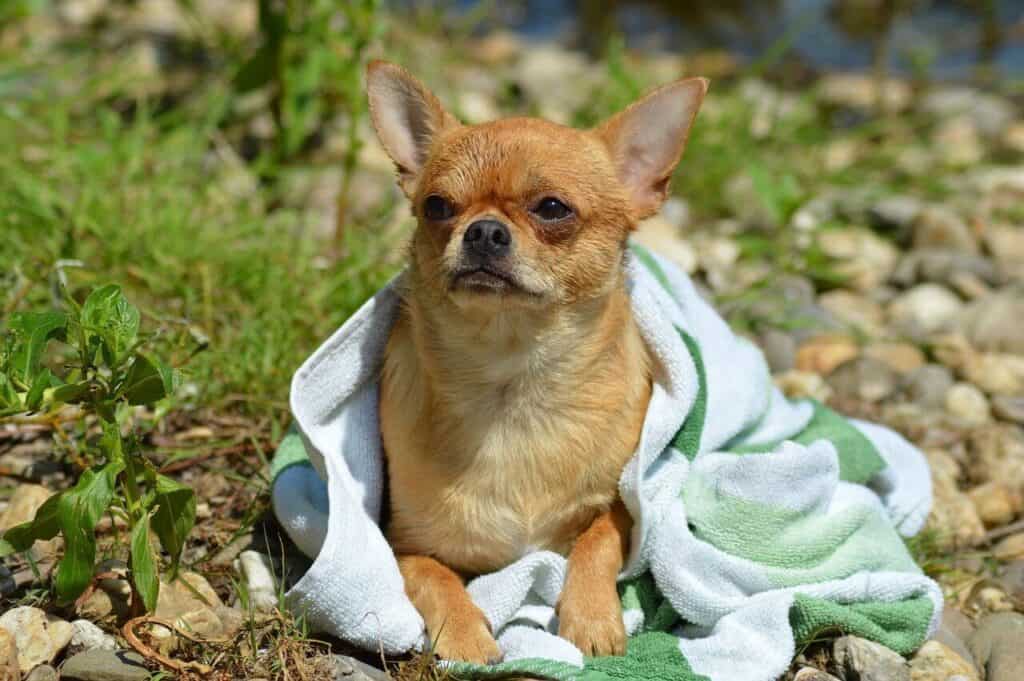 Can Chihuahuas Live and Sleep Outside? Here Are Some Handy Tips 1 can chihuahuas sleep outside 9 1024x681 1
