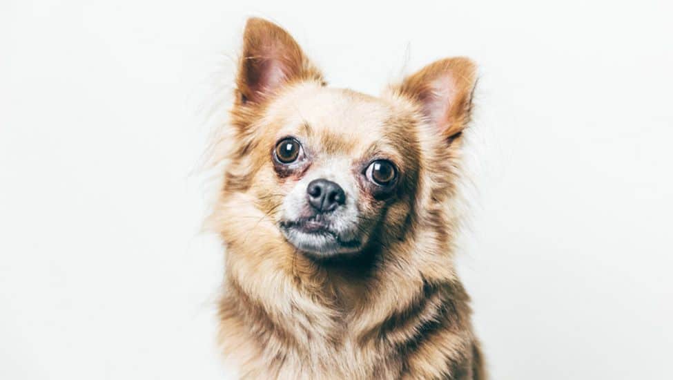 11 Things Only Chihuahua Parents Understand 1 chihuahua 1 1
