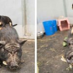 Chihuahua and Pig Best Friends Named Timon and Pumbaa Rescued Together in Arizona