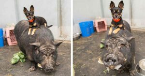 Read more about the article Chihuahua and Pig Best Friends Named Timon and Pumbaa Rescued Together in Arizona