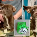 Dog-Walker Rescued a Chihuahua in Urine-Soaked Bags