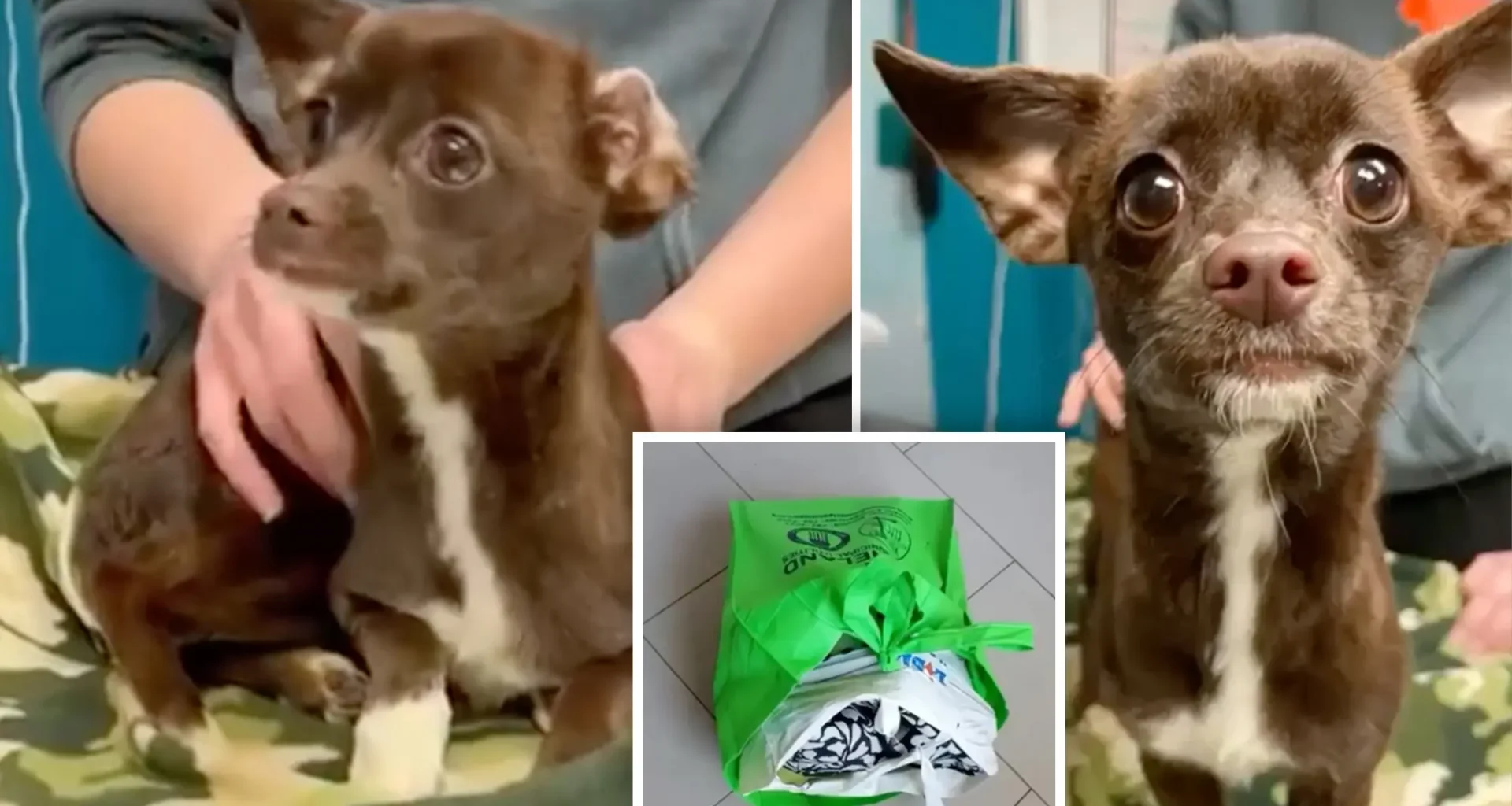 Dog-Walker Rescued a Chihuahua in Urine-Soaked Bags 1 chihuahua bag comp3
