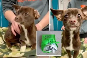 Read more about the article Dog-Walker Rescued a Chihuahua in Urine-Soaked Bags