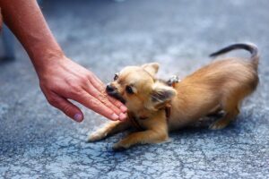 Read more about the article How To Stop A Chihuahua From Biting?