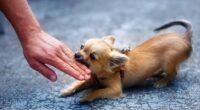 How To Stop A Chihuahua From Biting? 2 chihuahua biting a hand Jozef Klopacka Shutterstock e1656064544867
