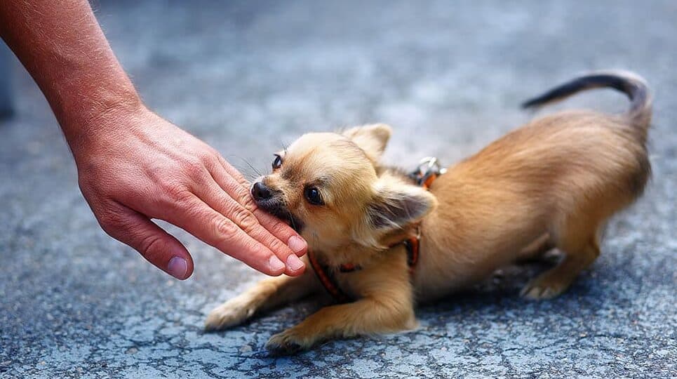 chihuahua biting a hand Jozef Klopacka Shutterstock e1656064544867