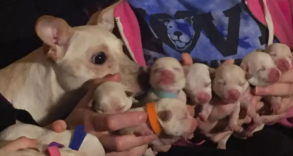 Chihuahua Breaks World Record By Giving Birth to 11 Puppies - Chihuacorner.com