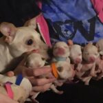 Chihuahua Breaks World Record By Giving Birth to 11 Puppies