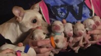 Chihuahua Breaks World Record By Giving Birth to 11 Puppies 2 Chihuahua Breaks World Record By Giving Birth to 11 Puppies - Chihuacorner.com