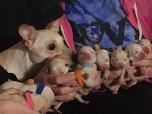 Read more about the article Chihuahua Breaks World Record By Giving Birth to 11 Puppies