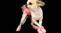 Chihuahua Cha-Cha is the Perfect Chihuahua Anthem - Chihuacorner.com