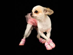 Read more about the article Chihuahua Cha-Cha is The Perfect Anthem