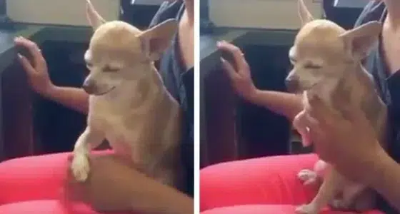 chihuahua insists on more belly rubs HERO 960x540 1 e1655472710141