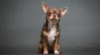 chihuahua puppy on grey background 1