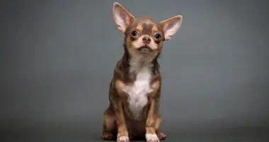 chihuahua puppy on grey background 1