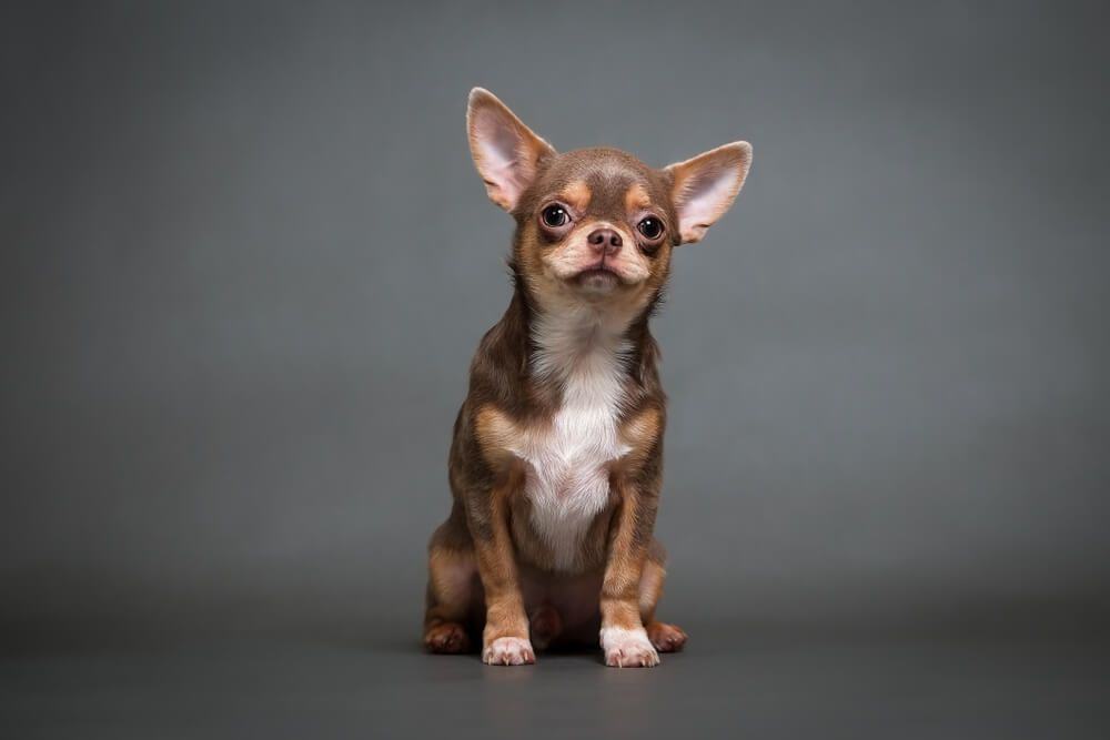 chihuahua puppy on grey background 1