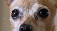 Chihuahua Tear Stains – How To Clean & Prevent Them 2 chihuahua tear stains eye discharge boogers 1080x457 1