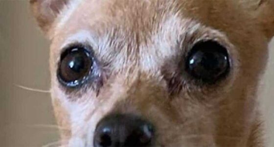 chihuahua tear stains eye discharge boogers 1080x457 1