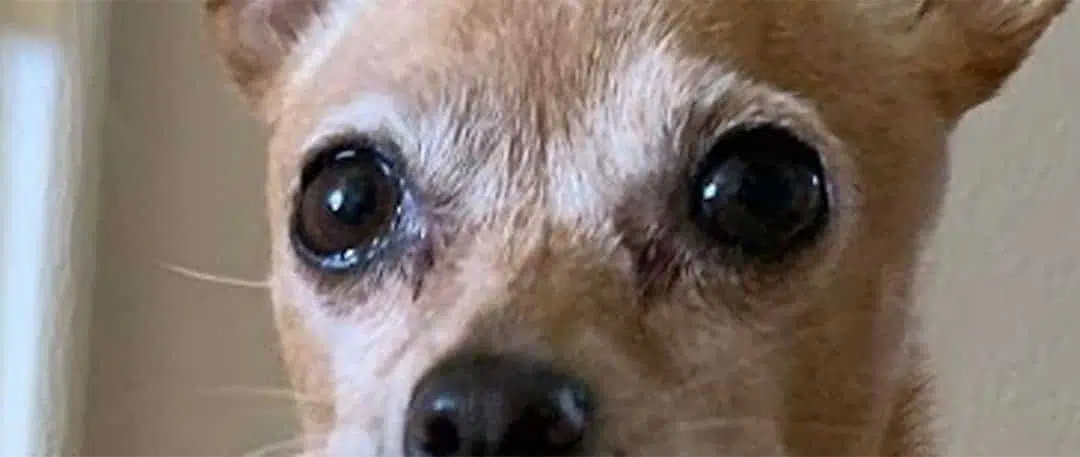 chihuahua tear stains eye discharge boogers 1080x457 1